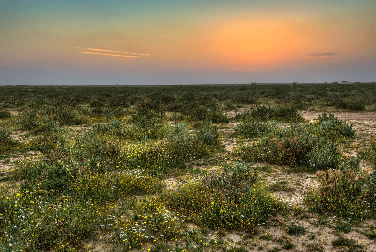 حماية المناطق الطبيعية في مدينة الرياض
