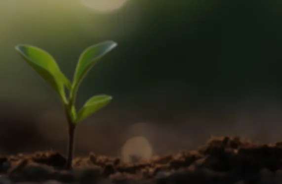 اليوم الدولي لصحة النبات