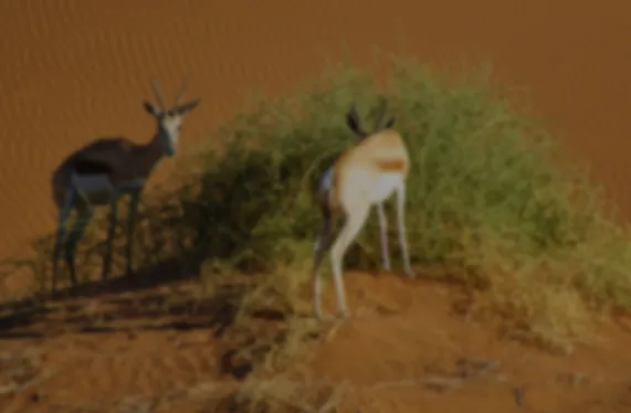 اليوم الدولي للتنوع البيولوجي