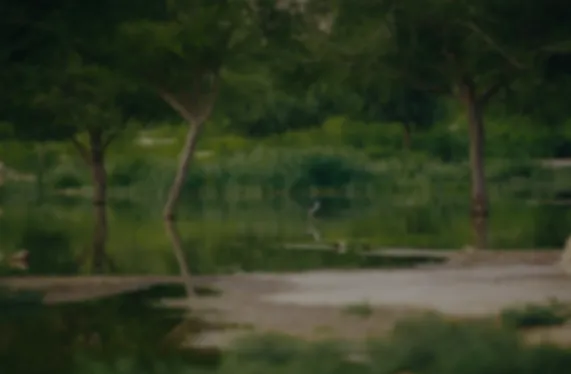 اليوم الدولي للغابات