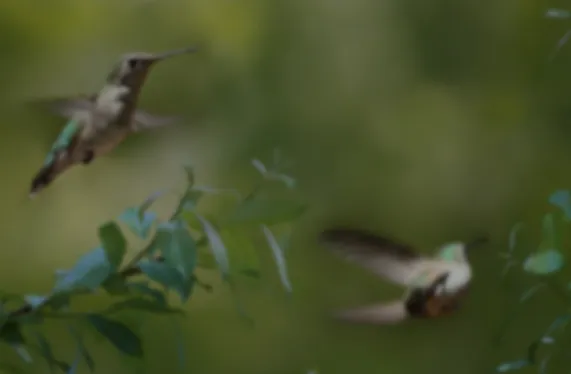 اليوم العالمي للطيور المهاجرة